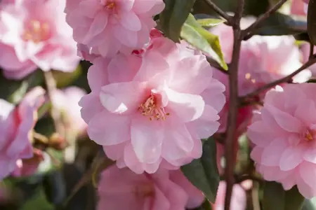 Camellia jap. 'Spring Festival' - P9 - image 4