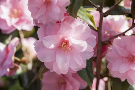 Camellia jap. 'Spring Festival' - 30-40 CM C3 - image 4