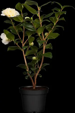 Camellia japonica - 15 Ltr pot - image 5