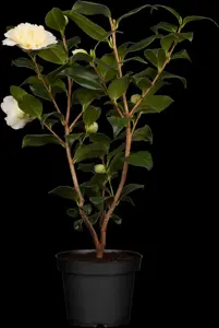 Camellia japonica - 15 Ltr pot - image 5