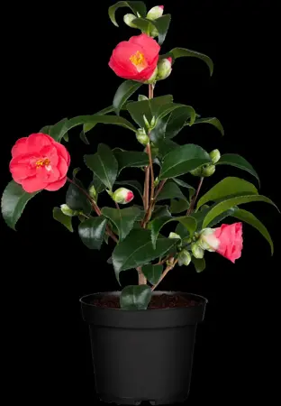 Camellia japonica - 15 Ltr pot - image 4