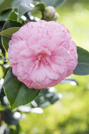 Camellia japonica 'Bicolor' - P12