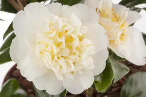 Camellia japonica 'Yellow' - 10 Ltr pot - image 2