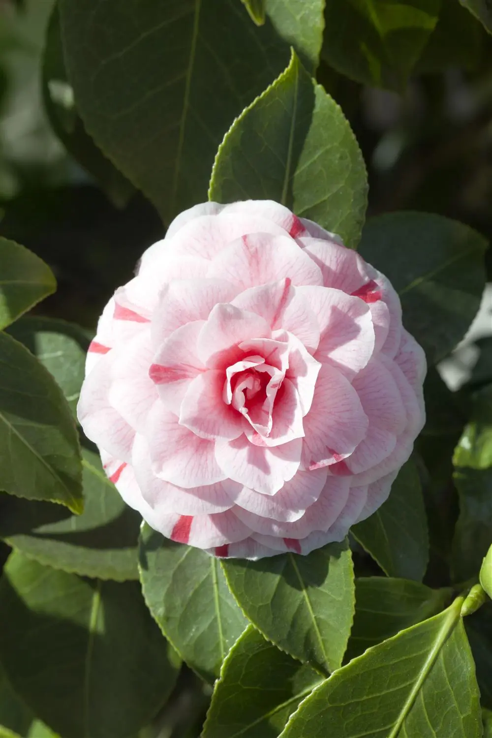 Camellia 'Pink Icicle' - P9
