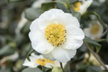 Camellia sinensis - 10-15 CM P9