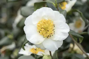 Camellia sinensis