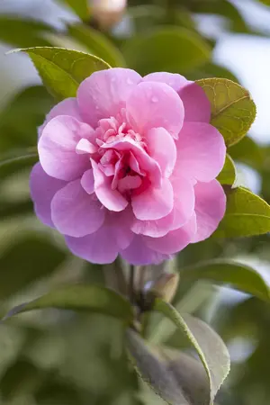Camellia wil. 'Debbie' - 60-80 CM C5 - image 1