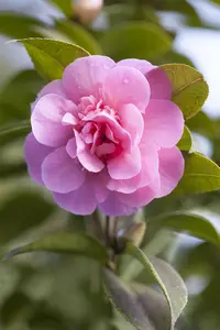 Camellia wil. 'Debbie'
