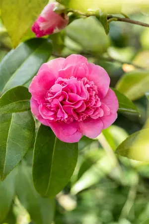 Camellia wil. 'Debbie' - 60-80 CM C5 - image 3