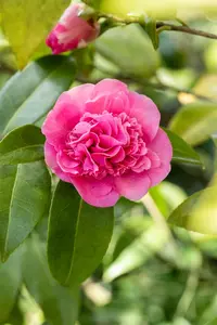Camellia wil. 'Debbie' - 60-80 CM C5 - image 3