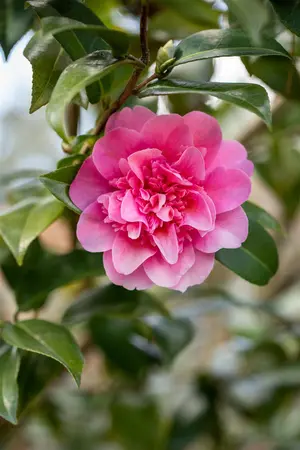 Camellia wil. 'Debbie' - 60-80 CM C5 - image 5