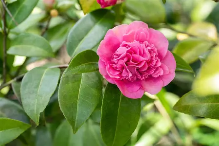 Camellia wil. 'Debbie' - 60-80 CM C5 - image 2