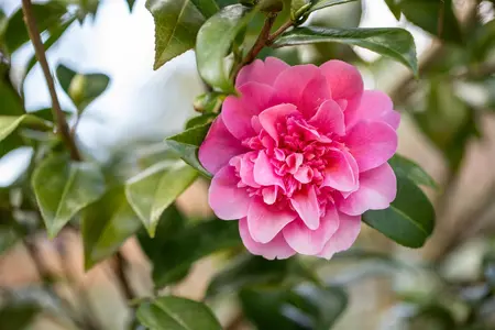 Camellia wil. 'Debbie' - 60-80 CM C5 - image 4