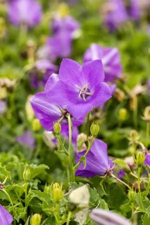 Campanula carp. 'Blaue Clips' - P13 - image 2