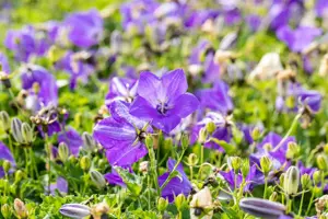 Campanula carp. 'Blaue Clips'
