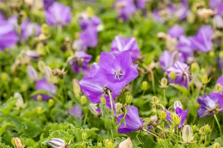 Campanula carp. 'Blaue Clips' - P13 - image 3