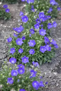 Campanula carp. 'Pearl Blue'