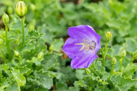 Campanula carp. 'Pearl Blue' - P9 - image 2