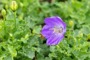 Campanula carp. 'Pearl Blue' - P9 - image 2