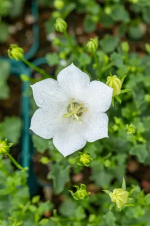 Campanula carp. 'Pearl  White' - P11 - image 4
