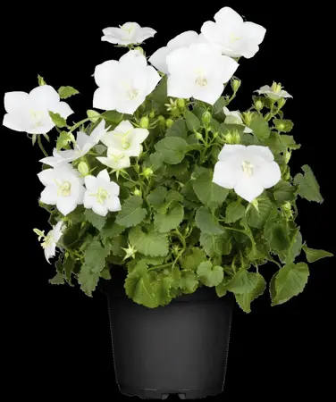 Campanula carp. 'Pearl  White' - P11 - image 1