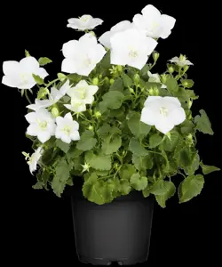 Campanula carp. 'Pearl  White'