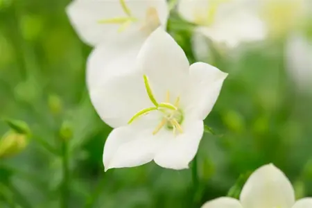 Campanula carp. 'Pearl  White' - P11 - image 2