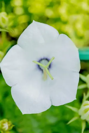 Campanula carp. 'Weisse Clips' - P9 - image 5