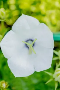 Campanula carp. 'Weisse Clips' - P9 - image 5
