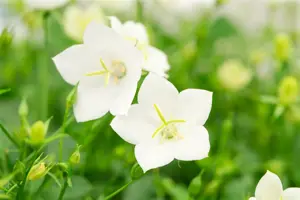 Campanula carp. 'Weisse Clips'