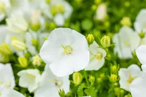 Campanula carp. 'Weisse Clips' - P9 - image 2