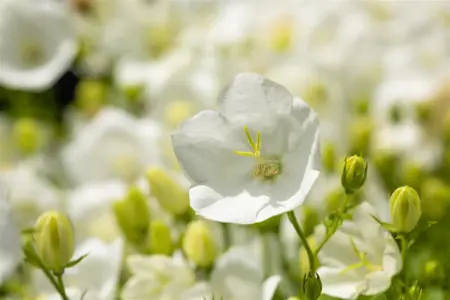 Campanula carp. 'Weisse Clips' - P9 - image 3