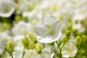 Campanula carp. 'Weisse Clips' - P9 - image 3