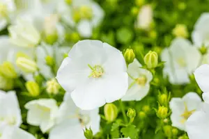 Campanula carp. 'Weisse Clips' - P13 - image 2