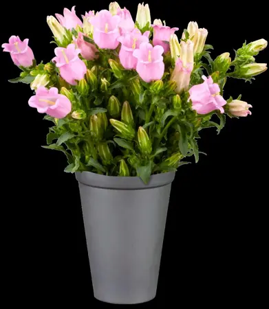 Campanula carpatica - P9 - image 3