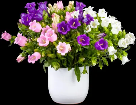 Campanula carpatica - P9 - image 5