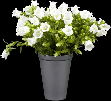 Campanula carpatica - P9 - image 2