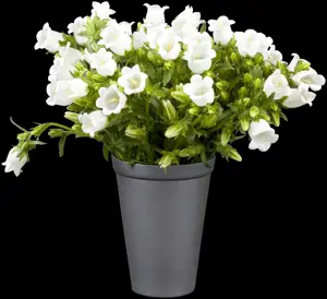 Campanula carpatica - P9 - image 2