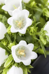 Campanula cochl. 'Alba'
