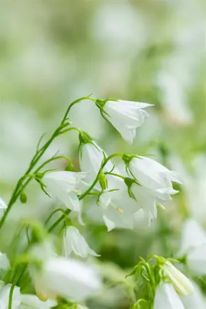 Campanula cochl. 'Alba' - P9 - image 3