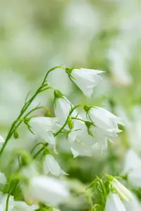 Campanula cochl. 'Alba' - P9 - image 3