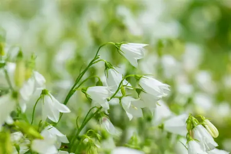 Campanula cochl. 'Alba' - P9 - image 2