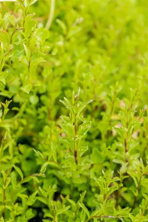 Campanula cochl. 'Jingle White' - P9 - image 3