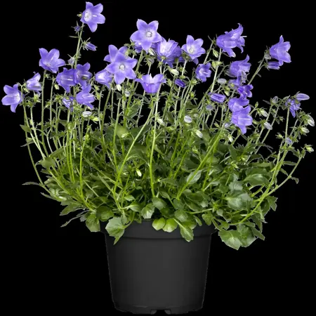 Campanula cochl. 'Jingle White' - P11 - image 3