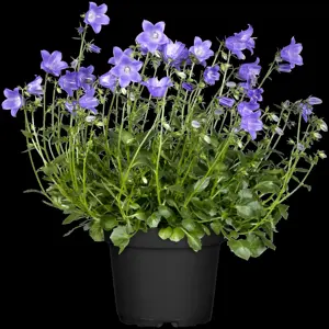 Campanula cochl. 'Jingle White' - P11 - image 3