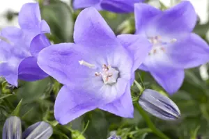 Campanula cochl. 'Jingle White' - P11 - image 2
