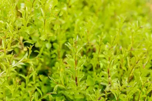 Campanula cochl. 'Jingle White' - P9 - image 2