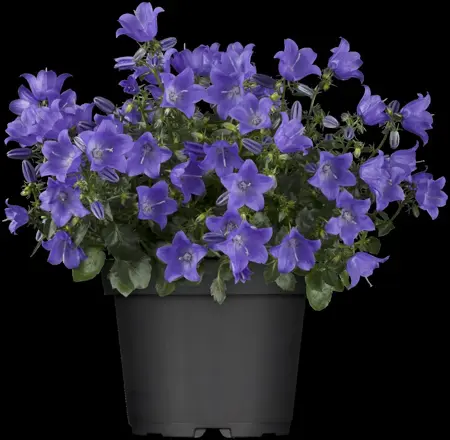 Campanula cochl. 'Jingle White' - P11 - image 1