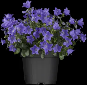 Campanula cochleariifolia