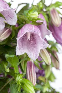 Campanula 'Dome Blue' - 1.5 Ltr pot - image 1